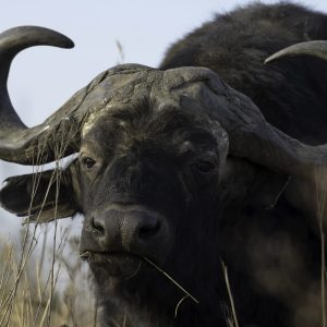 Forge De Laguiole Sommelier Black Horn