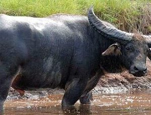 Laguiole En Aubrac Knife 1 Piece 12cm Buffalo Handle Full Handle Shiny Finish Double Plates