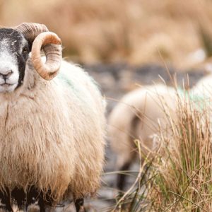 Laguiole En Aubrac Knife 1 Piece 12 Cm Scottish Ram Crust Handle 2 Shiny Stainless Steel Bolsters