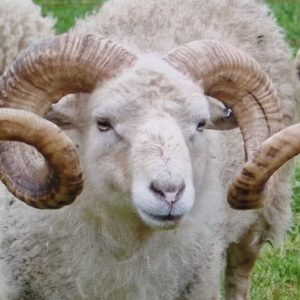 Laguiole En Aubrac Table Knives Ram Crust Set Of 6